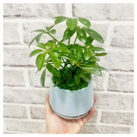 Umbrella Plant - Protection and Growth
